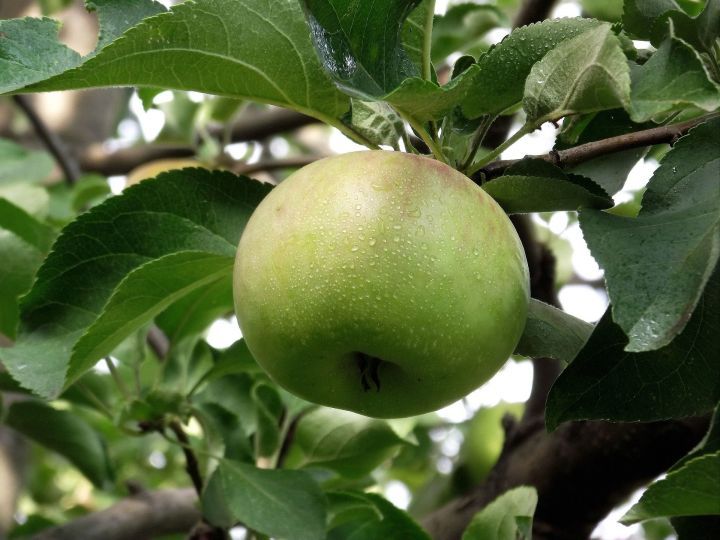Ренат Харис: «Алманың хушлашу сонеты»