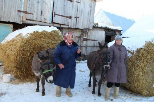 Зәй районының Бигеш авылында әниле-кызлы ишәк асрыйлар