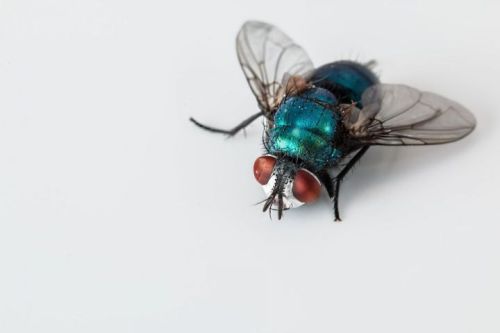 Вакыйф Нуриев: «Хамматов куган чебен»