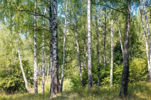 Гөлнур Васыйлова: «Каенкаем - дускаем»