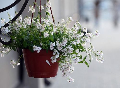 Иң күләмле чәчәкләр фестивале Казанның Черек күлендә узачак