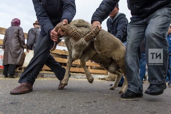 “Нисабка ия һәр кеше корбан чалдырырга тиеш”