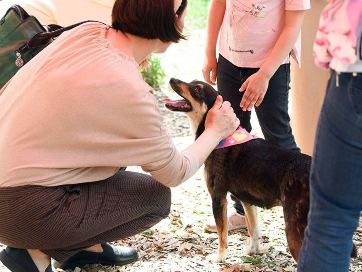 «Дуслык тәпие» акциясендә казанлылар 30 эт белән таныша алачак